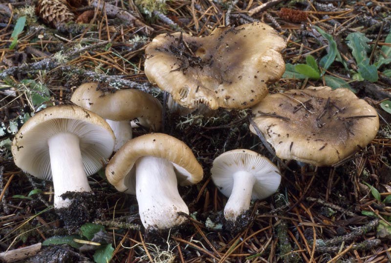 Russula sororia group